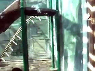 Bonobo Baby First View Mother Infant Greeting