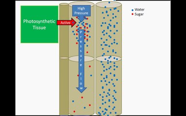 Sugar Transport: The Pressure Flow Hypothesis