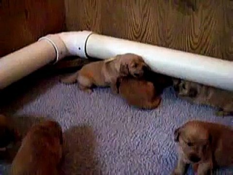12 Barking Golden Retriever Puppies