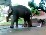 Elephants of Kerala - Thiruvambady Sivasundar in Musth