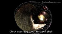 Easter Eggs Live - animations of MRI / CT data of chick, praying mantis eggs and butterfly chrysalis