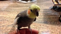 Cockatiel Sings Adams Family and Darth Vader theme song, and says What you doing.