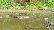 Pythons at Alligator Pond 07 - Dangerous Animals in Florida