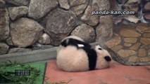 Twin baby pandas wrestling 2010/12/23 赤ちゃんパンダ海浜と陽浜のパンダプロレス