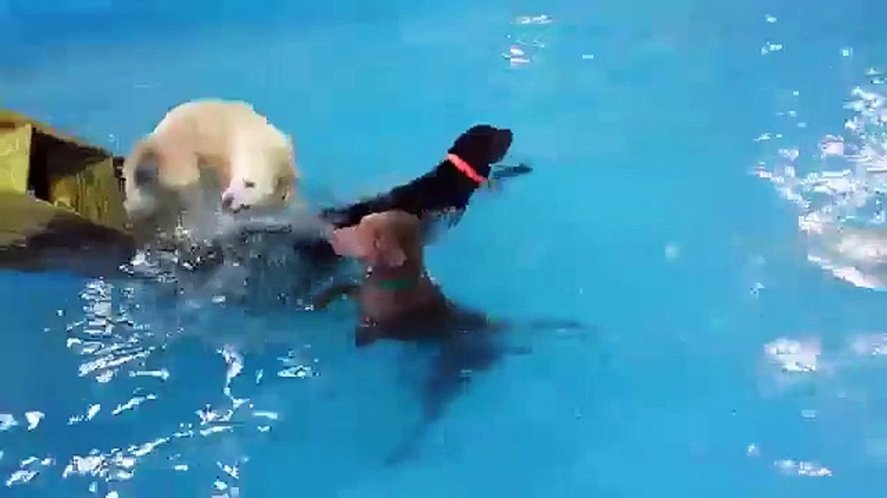swimming_dogs_new
