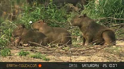 Capybara and caiman