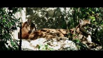 Beauty of wild animals (4k/Ultra-HD - Sony FDR-AX1) かわいい