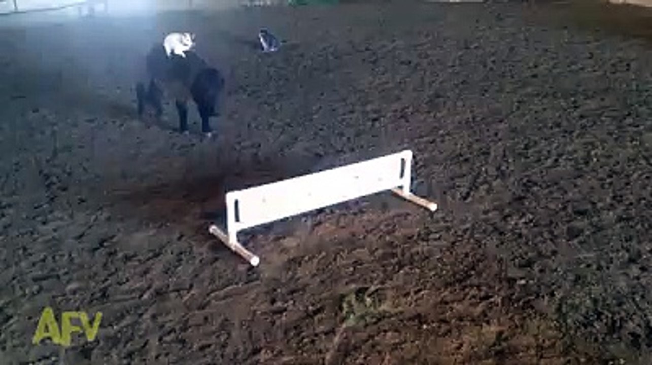 Midilliye binen köpek