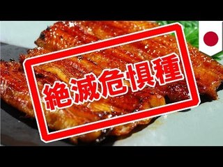 ウナギが絶滅危惧種に　規制も