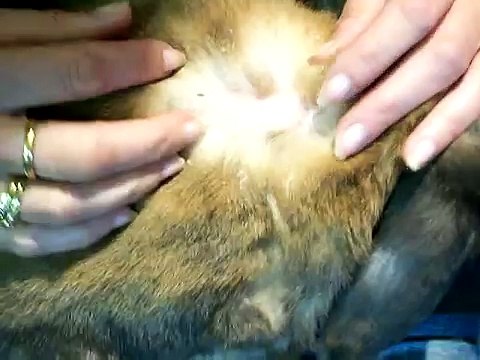 Bobtails Rescue: Rabbits and Mites - what to look for