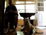 another Uilleann pipe Dog howling video