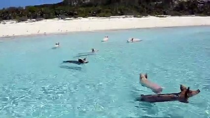 Swimming Pigs of the Bahamas