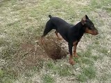 German Pinscher Video:  Benny and Gretchen Hunt Rodents the Hard Way