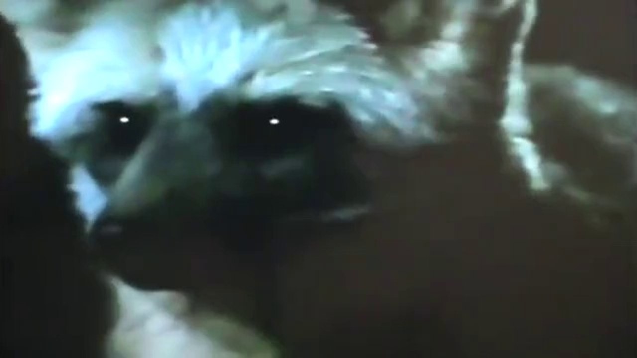 Ataque Animal - 04