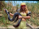 wild animals anaconda and pirañas animales salvajes  anacondas atacan