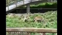 Turkish Dog Kangal Attacking Lion & Tiger !!!