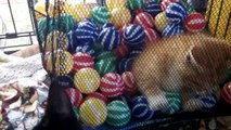 Orange Tabby Kitten In A Net Full of Tennis Balls AKA Heaven