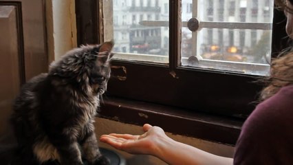 Mr. Kruger, my Maine Coon kitten learns to shake paw