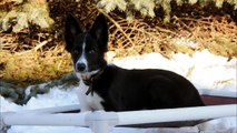 Jett (Border Collie) Dog Training Video