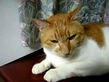 ～When a cat angers...～　猫が「ハーッ！！｣って怒るところ。