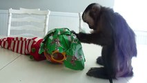 baby monkey nala opens her Christmas gift