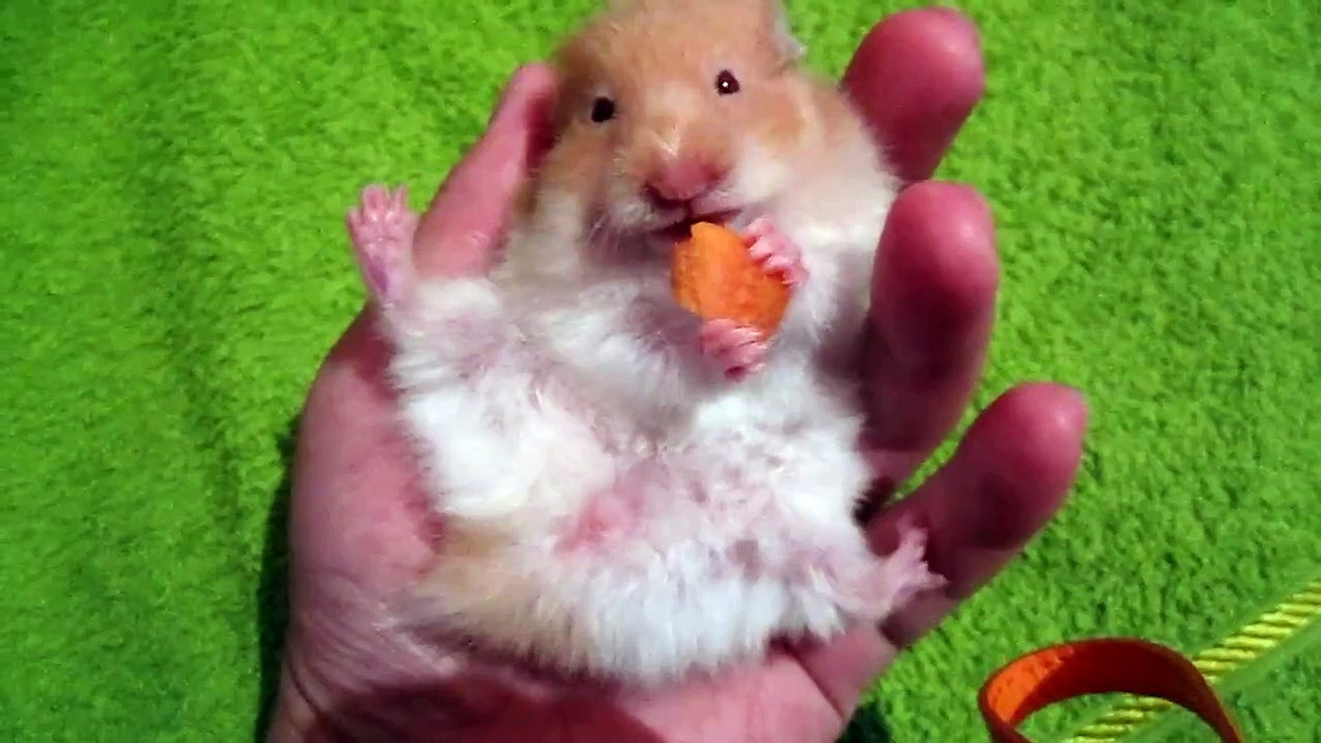 Hamster Eating Carrot On My Hand Video Dailymotion