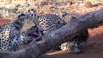 Cheetahs in Namibia