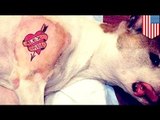 Man tattoos dog: Animal cruelty gets Brooklyn man nailed online