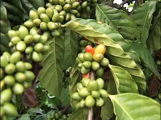 Promueven a gran escala producción de café robusta