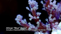 Rare Xenia Corals?