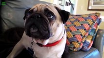 Recopilación de perros culpables! Los perros mas graciosos, Videos Divertidos 2015