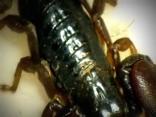 Scorpion Attacks - Poisonous Animals [Metamorphosis Documentary]