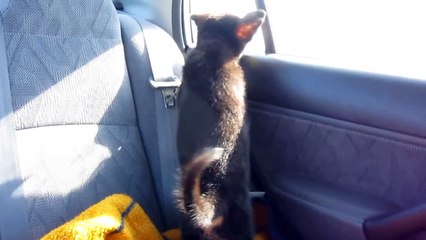 7 week old German Shepherd. Baby Ava.