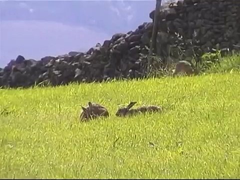 4 Yorkshire Hares - midsummer madness