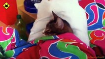 FUNNY VIDEOS: Funny Cats - Funny Cat Videos - Funny Animals - Funny Fails - Funny Cats Sleeping