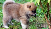 Socialisation Chiots Akita inu (CHIYO x KATSURO) de 5 à 6 semaines