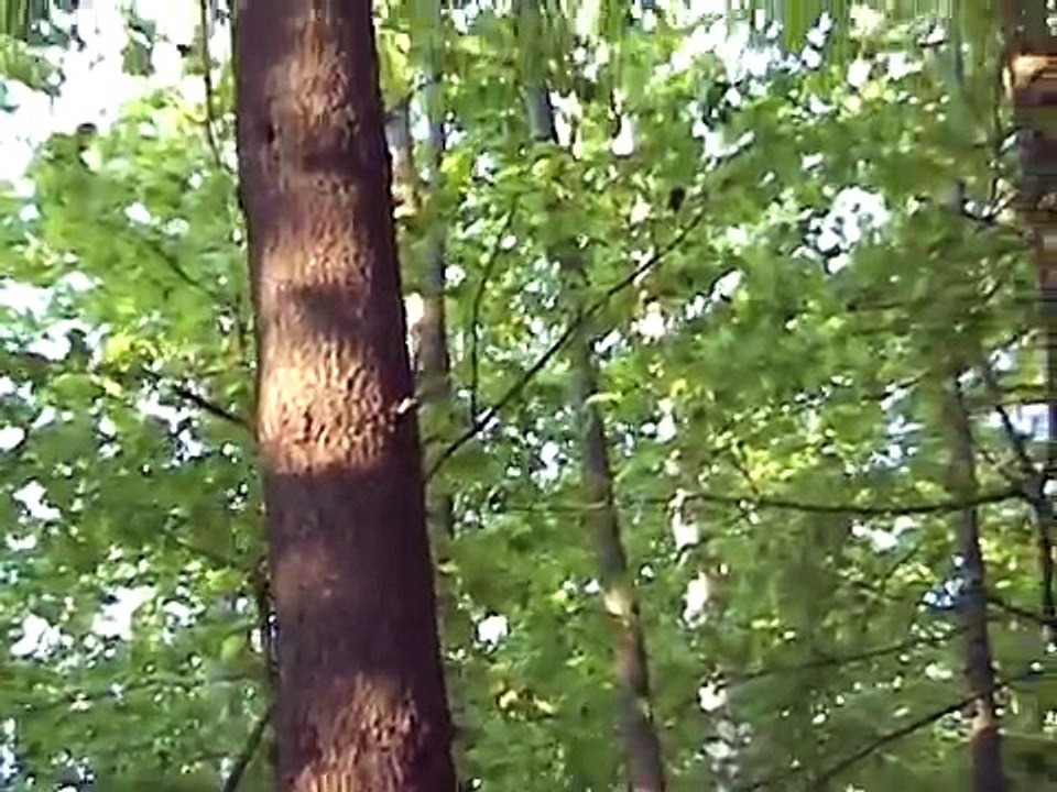 Northern Goshawk Attack
