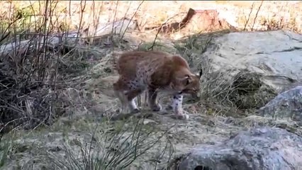 lince (Linx linx) -  www.camosciodabruzzo.it -