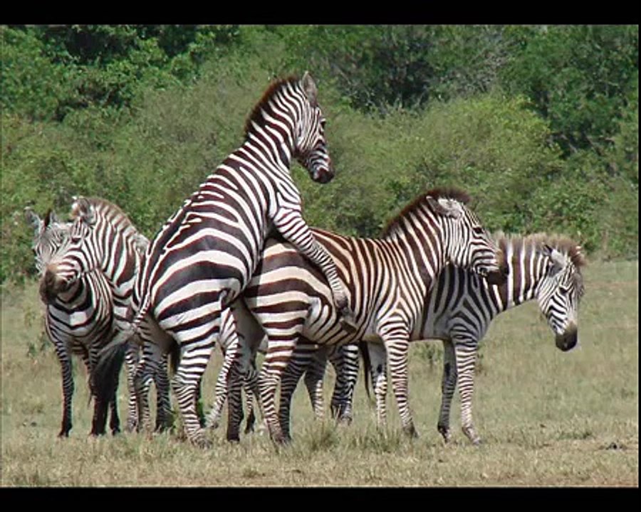 Safari / Mara Bush Camp / Masai Mara / Kenya (sunworld-safari.com) - another crossing