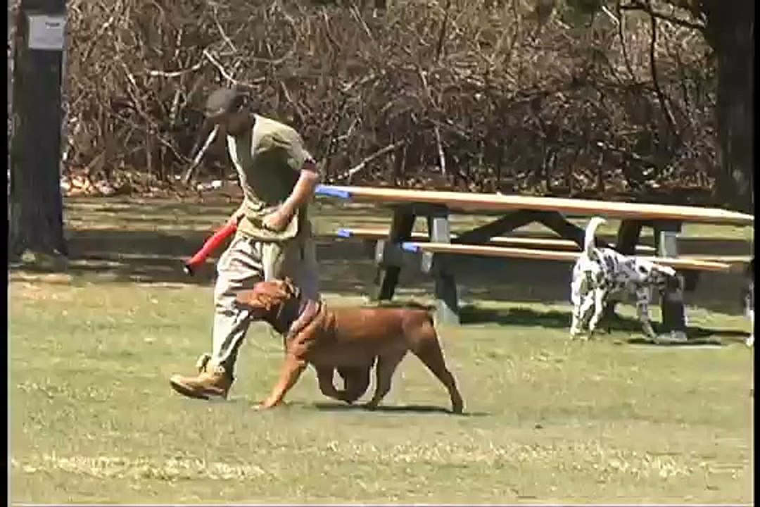 Worlds best trained dog "AMAZING" AWESOME DOGS! video Dailymotion