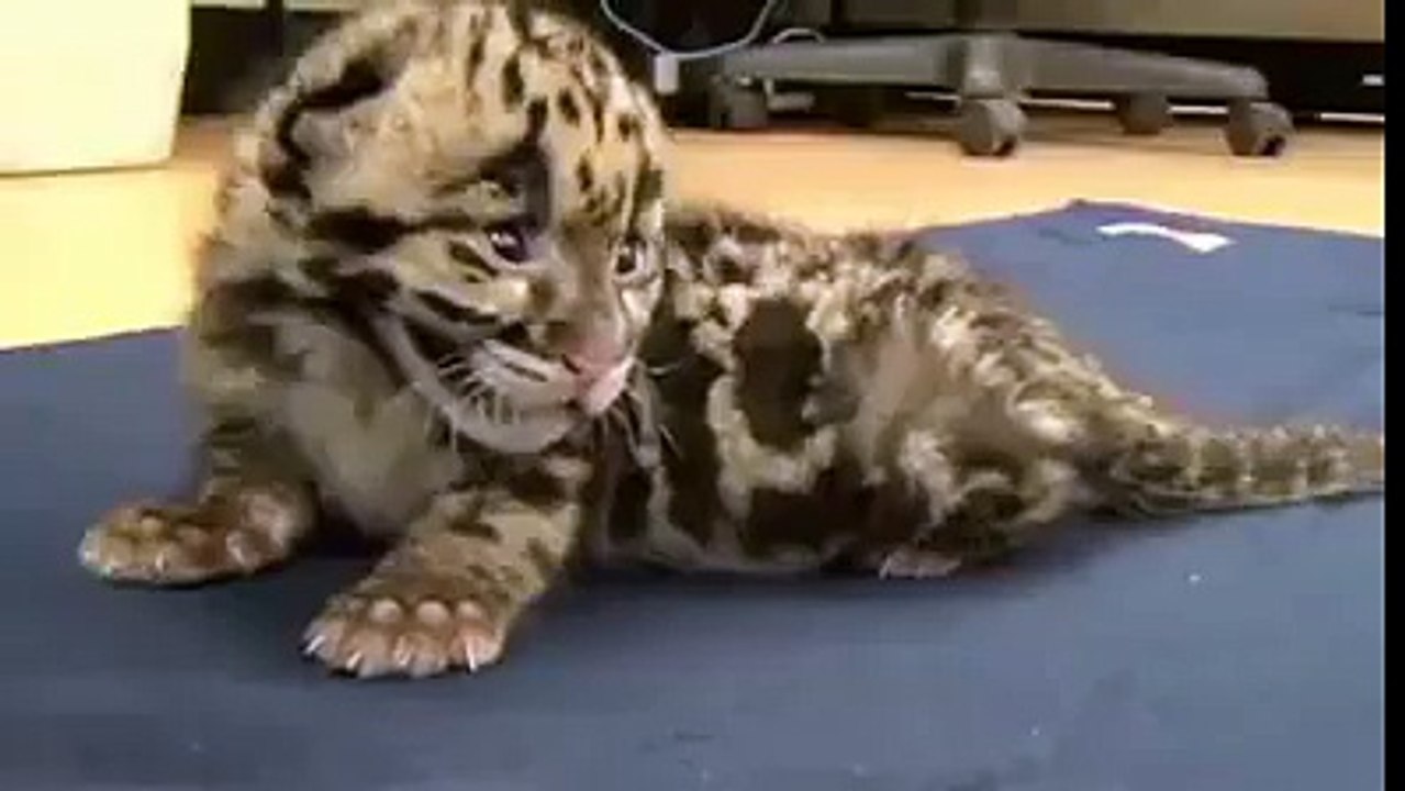 Cute little leoperd