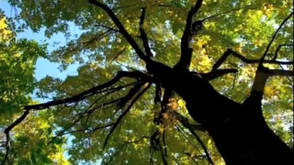 What a wonderful world