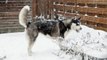 Siberian Husky dog playing in the Snow
