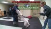 Training Personal Protection Dogs To Protect Themselves! (K9-1.com)