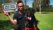 Dog Days - Animal Welfare League NSW