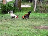 Two roosters fighting.AVI