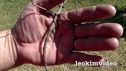 Giant Stick Insect Amazing Beautiful Nature