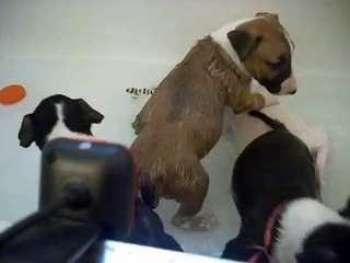 Baby bull terriers first bath