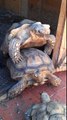 Mis tortugas sulcatas haciendo el amor jajaja (Por MUNDOTORTUGA)