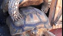 Mis tortugas sulcatas haciendo el amor jajaja (Por MUNDOTORTUGA)